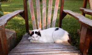 A cat to cuddle! A cat to cuddle!