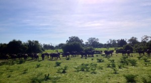 Big herd of buffalo.