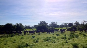 Big herd of buffalo. Big herd of buffalo.