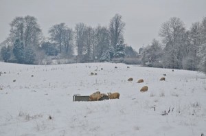 More sheep in a different field, enjoying a mid-morning meal.