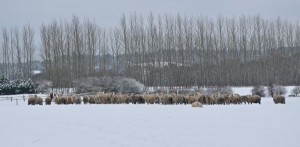 Cold sheep in the field just outside our house.