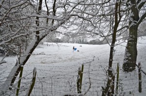 Groups of people tobogganing in the fields bordering the woods.