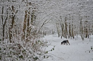 Tommy snuffling in the snow.