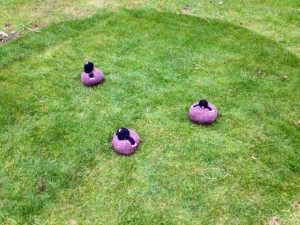 The moles have been.