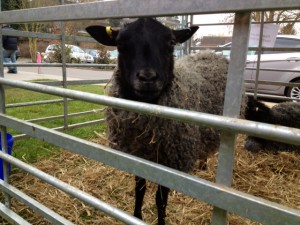 Sheep!