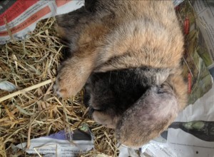 Archie, sleeping soundly in the car on the way down.