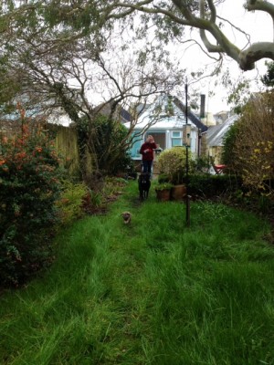 Archie sprinting up the garden while Jet and Wonder-Mum look on.