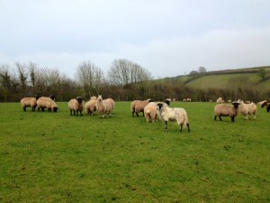 Scenes from Devon - a field full of assorted sheep.