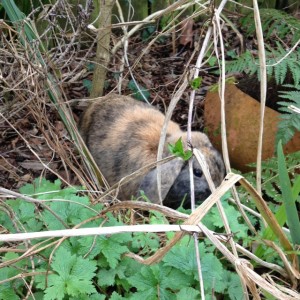 Archie doing some weeding.