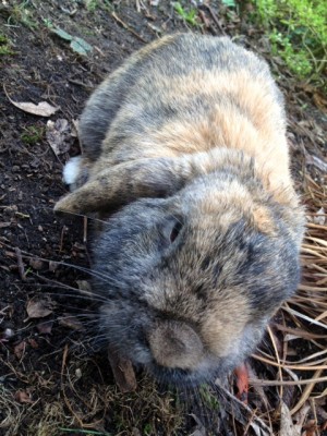 Close-up of the little rascal Archie.