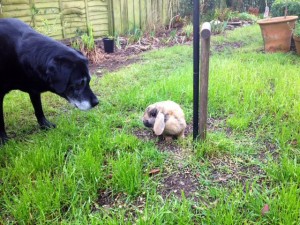 Jet and Archie saying hello to each other <3