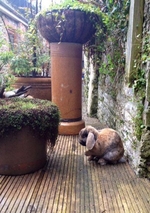 Your daily photo of Archie, having swapped his nest of yarn for decking!