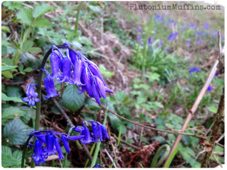 Bluebells! Close-up taken with my iPhone.