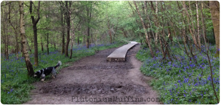 Muddy muddy muddy! Check out all the bluebells surrounding the walkways.