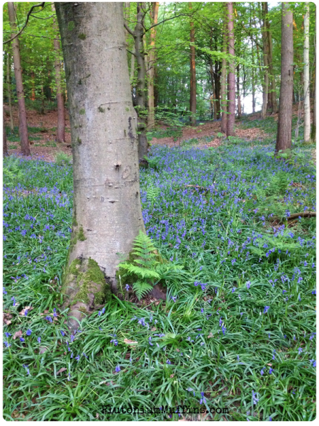 Bluebells and tree-trunks. Gorgeous!