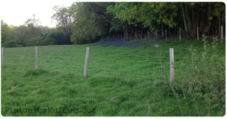 The first patch of bluebells.