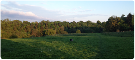 Shadwell Wood from the footpath.