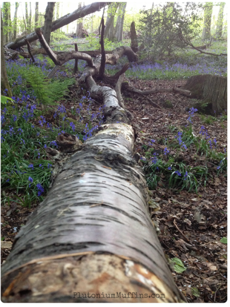 A fallen tree with bark and bluebells - picturesque!