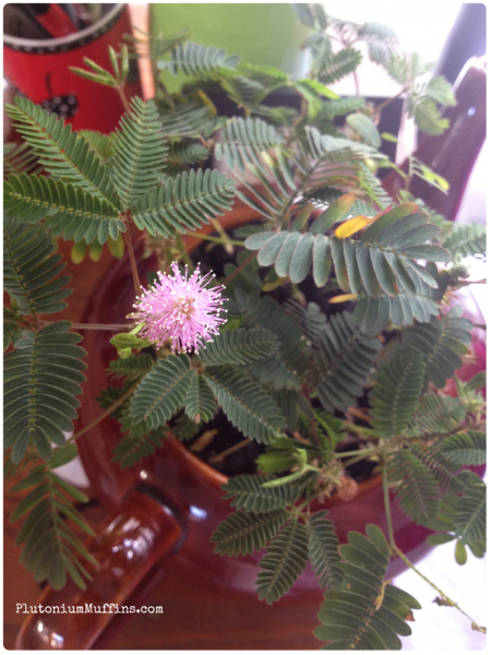 Birthday mimosa pudica.