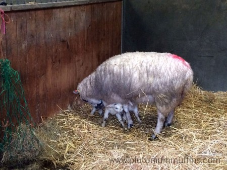 All three crowding around fantastic mum Shyna.