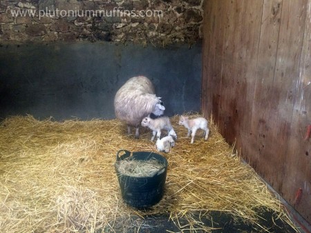 Triplets together with mum. 