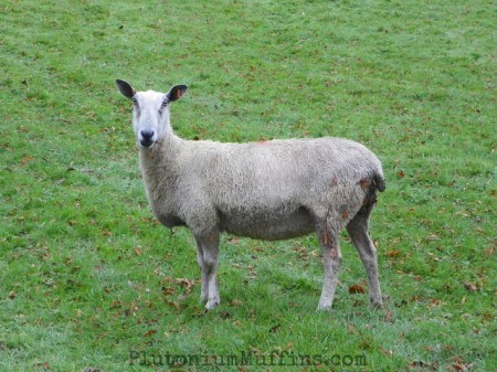 Blue-faced Leicester Sheep