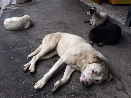 The ACER Street Dog Gang.