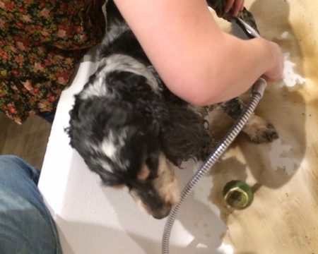 A muddy Tommy gets a bath.