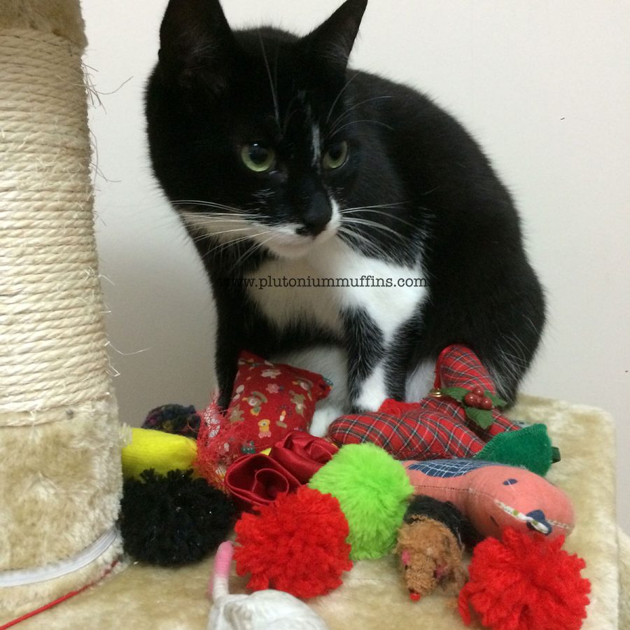 Tonks with all of her toys.