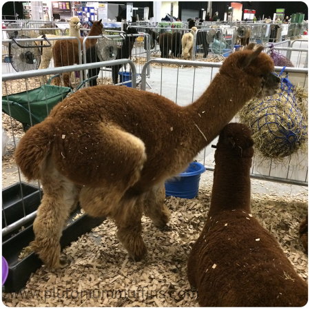 An alpaca at p-LUSH having a bit of a scratch!