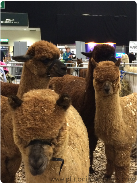 Alpacas are curious creatures. I want one. Or ten.