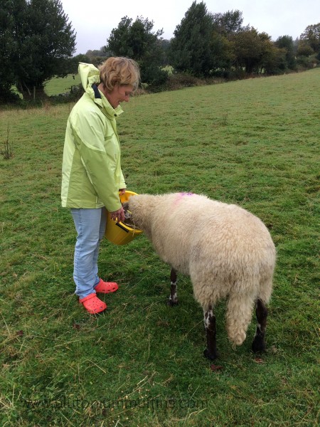 Mum feeding Angelica sheep mix from a yellow bucket.