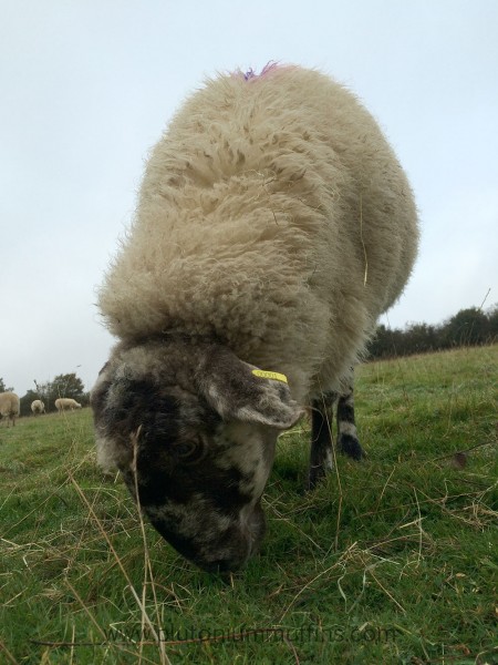 Angelica, with the other three girls in the background.