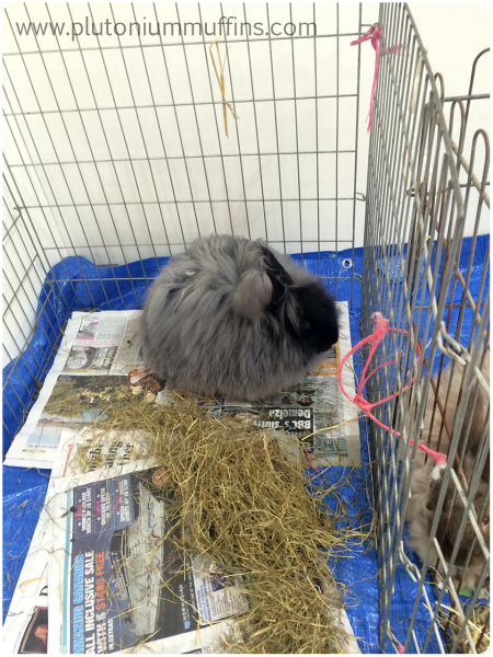 An Angora bunny! So fluffeh.