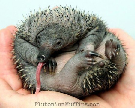 A puggle - or, a baby echidna.