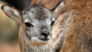 A Mouflon Lamb, cutey pie!