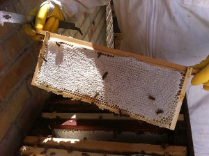 Honeycomb from Tabby15's beehive! Photo copyright Tabby15 2014.