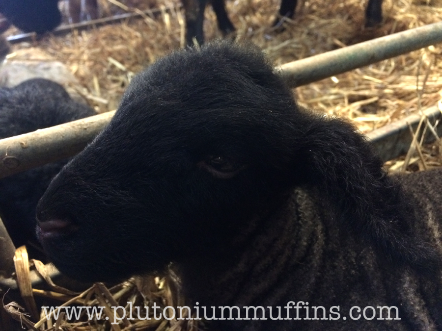 Black Whympstone Lamb.