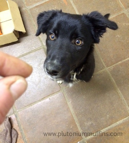 Captain Chaos behaving well for a treat.