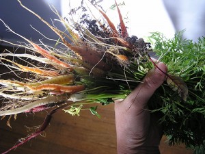 A huge bunch of carrots, om nom nom.