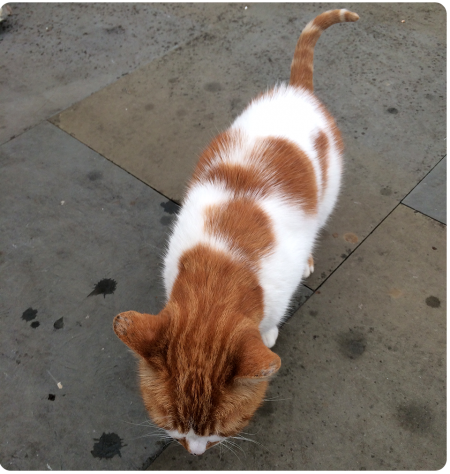 I managed to find a cat in the cafe.