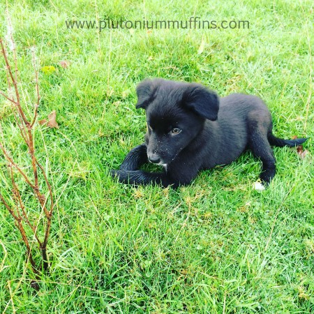 Chase the Sheepdog enjoying the Big Outdoors - learning what fields are.