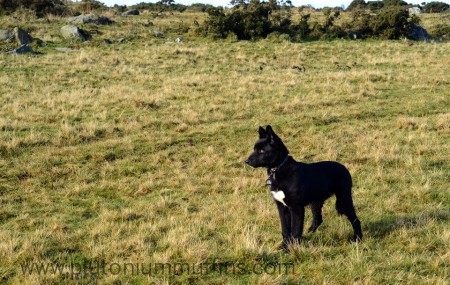 Chase on the moor, ears standing to attention!