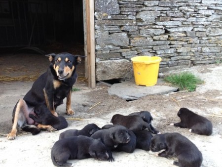 Chase with his brothers, sister and mum Mist