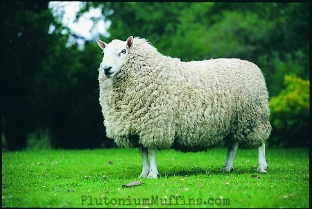 Cheviot Ram