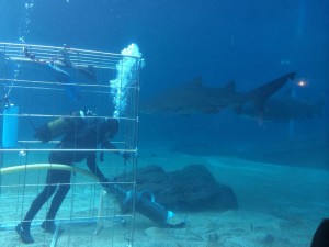 This guy has one of the scariest jobs in the world...cleaning the shark tank!