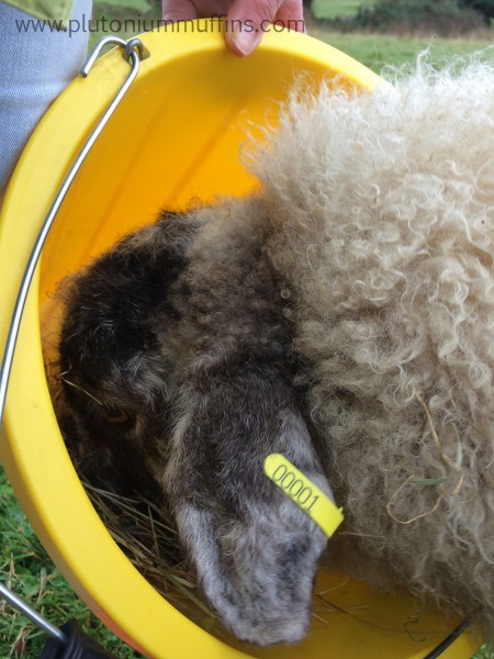 The yellow bucket is important because they have been trained to come when they see it.