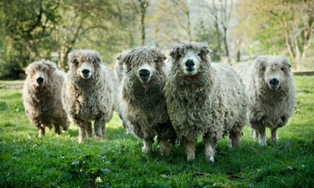 Some Greyface Dartmoor sheep - with attitude! Photo: Craig Easton