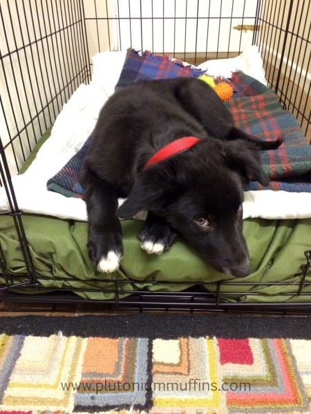 Crate training - quite a jaundiced look right here!