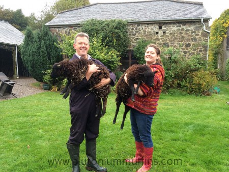 My dad and I moving the Ouessants to their new grazing patch.